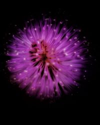 Close-up of pink flower against black background