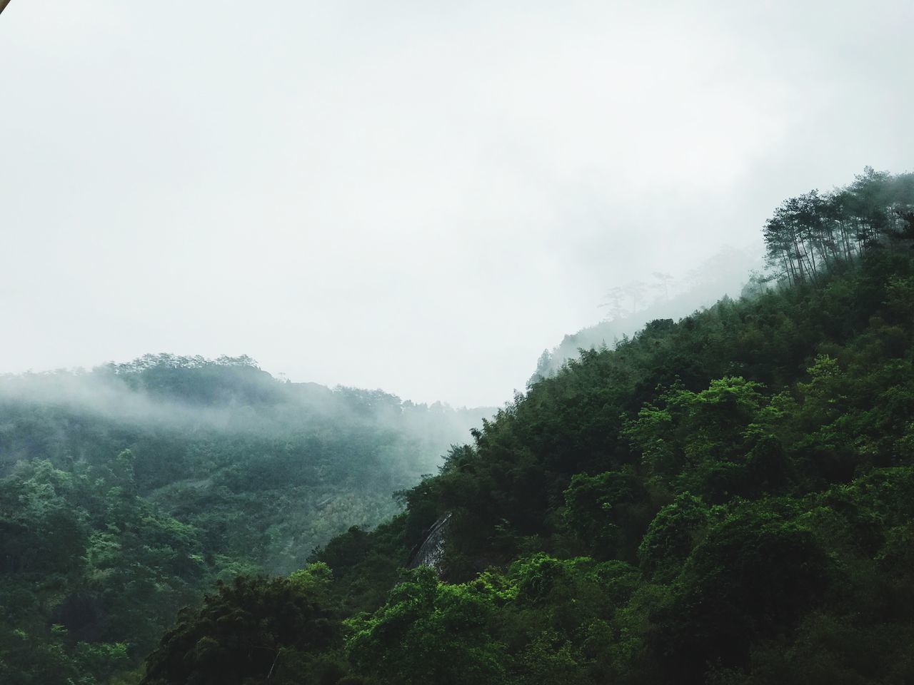 tree, fog, plant, mountain, scenics - nature, tranquility, beauty in nature, sky, tranquil scene, nature, non-urban scene, environment, no people, forest, green color, day, landscape, land, growth, outdoors, hazy, rainforest