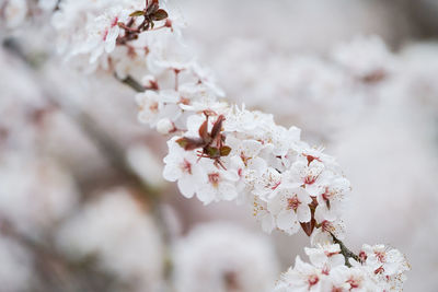 Close-up of insect on cherry blossom