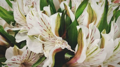 Close-up of flowers