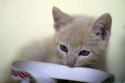 Close-up portrait of cat with kitten