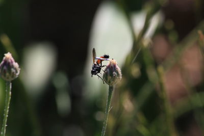 Close-up of ladybug on flower