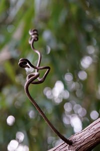 Close-up of plant growing on tree