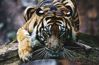 Close-up portrait of a cat