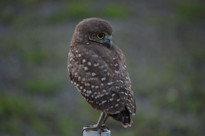 Close-up of owl perching outdoors