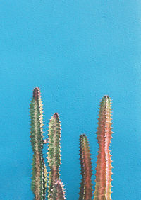 Close-up of succulent plant against blue wall