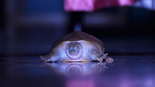Close-up of turtle on floor