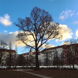 Bare tree in city against sky