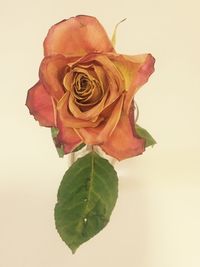 Close-up of rose against white background