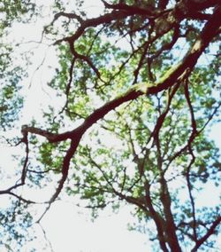 Low angle view of trees against sky