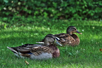 Duck on grass