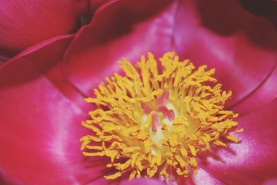 Close-up of pink flower