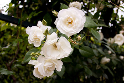 Close-up of white roses