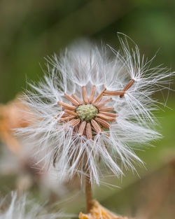 Close-up of dandelion flower