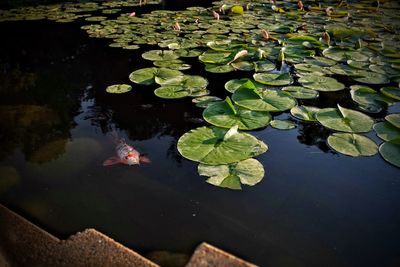 High angle view of leaves floating on lake