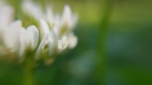 Close-up of white flowering plant