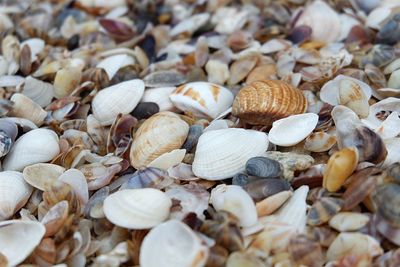 Full frame shot of shells