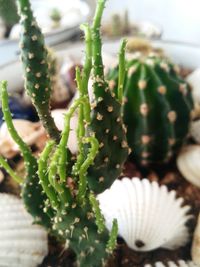 High angle view of cactus plant