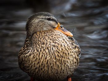 Close-up of a bird