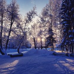 Snow covered trees against sky