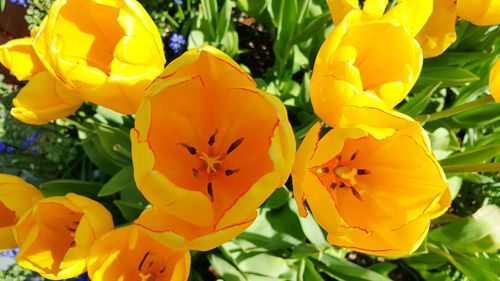 Close-up of yellow flowers blooming