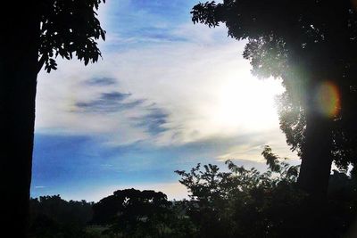 Low angle view of trees against sky