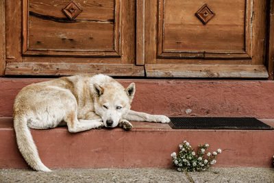 View of a dog sleeping