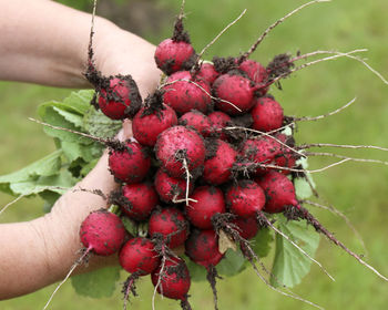 Red radishes in hands, bunch of ripe radishes in woman hands