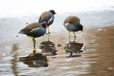 Common gallinule, gallinula galeata moorhen waddle over frozen and snow covered pond in winter
