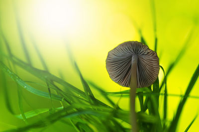 Close-up of mushroom growing on field