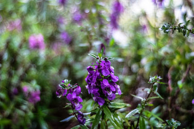 Close-up of butterfly on purple flowering plant