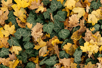 High angle view of autumn plants