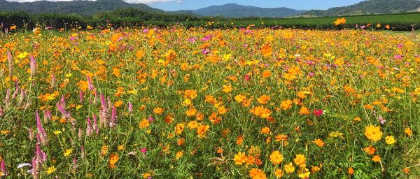 Yellow flowers blooming on field against sky