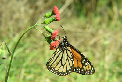 Butterfly perching on red flower