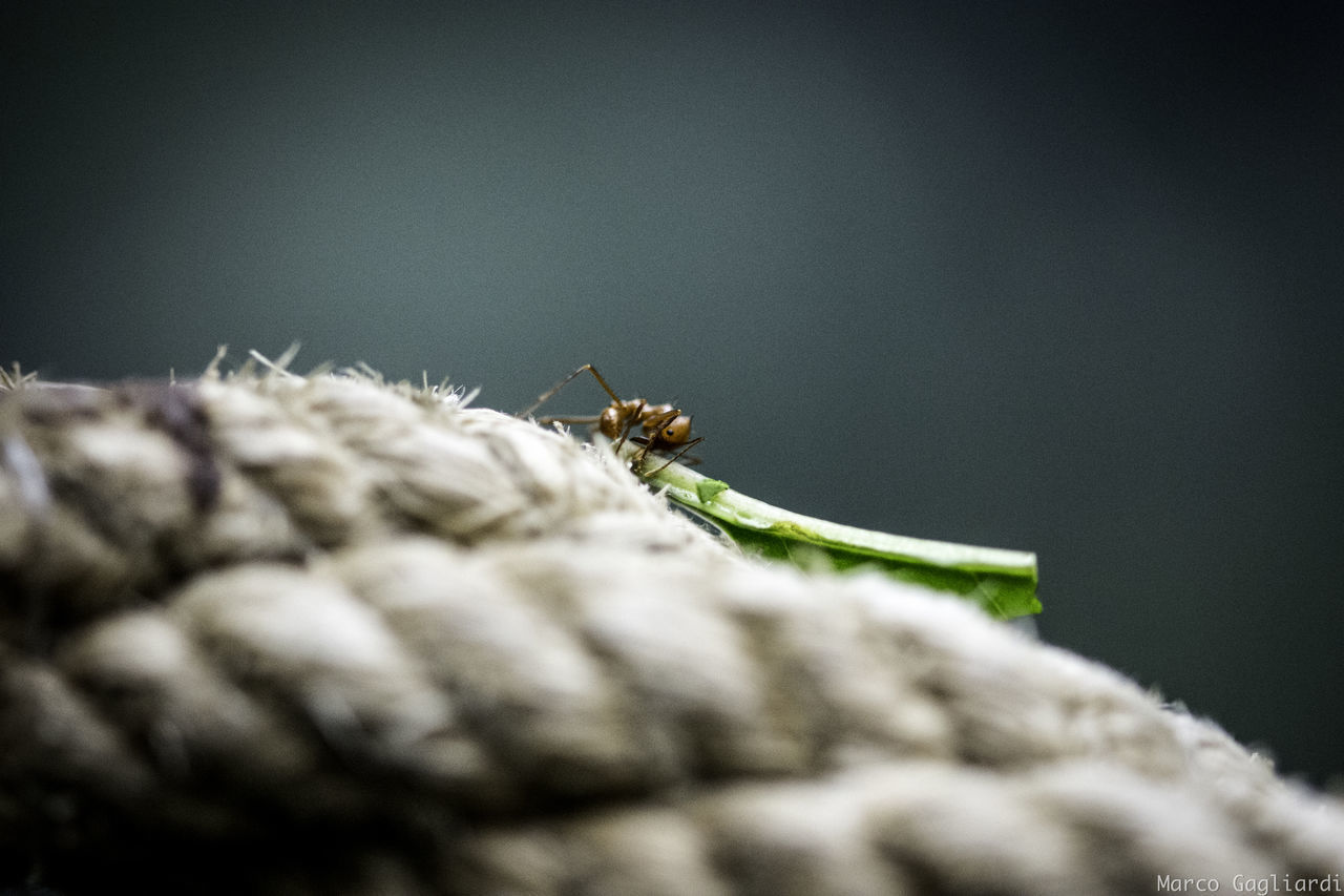 CLOSE-UP OF CATERPILLAR