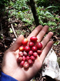 Coffee fruit