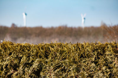 Plants growing on field against sky