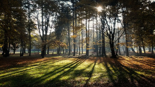 Trees on grassy field