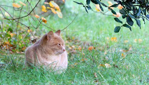 Cat sitting in a field