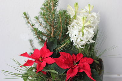 Close-up of white flowering plant