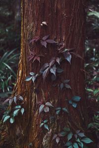 Close-up of tree trunk in field