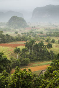 Scenic view of trees on field against sky