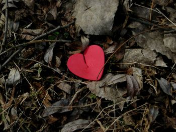 Close-up of heart shape made from red leaf in forest