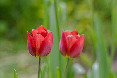 Close-up of red flower blooming outdoors