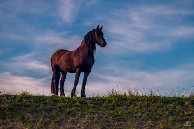 A beautiful horse on the dike of the north sea