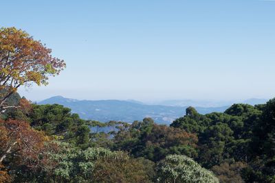 Scenic view of trees on landscape against clear sky