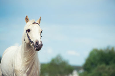 Horse standing against sky