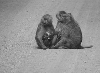 Monkey sitting on stone wall