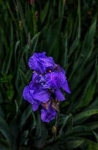 Close-up of purple flower