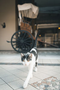 Portrait of cat sitting on floor